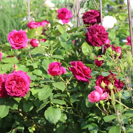 Kornburg-quartier Alojamento de Acomodação e Pequeno-almoço Nuremberga